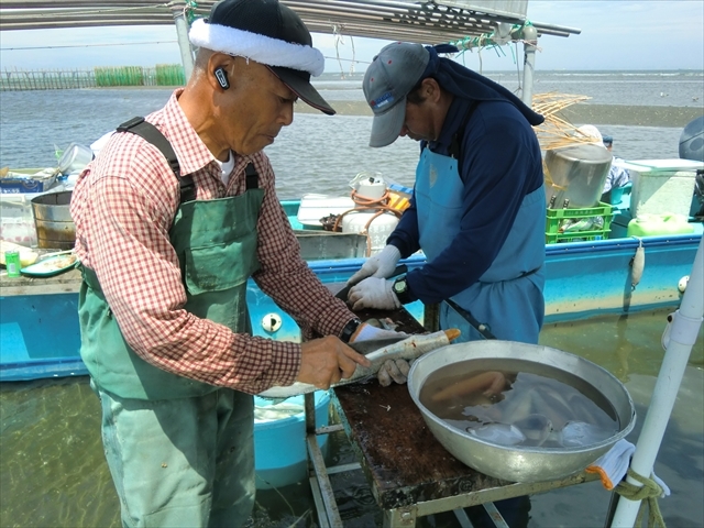 実際にさばいている所も見られます