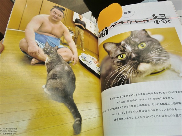荒汐部屋の看板猫のモル
