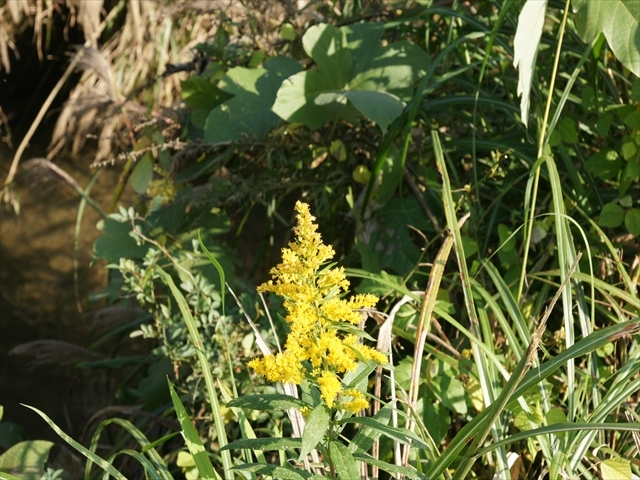 背高泡立草