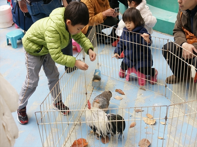 ウコッケイ