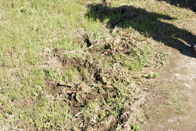 イノシシが掘った痕